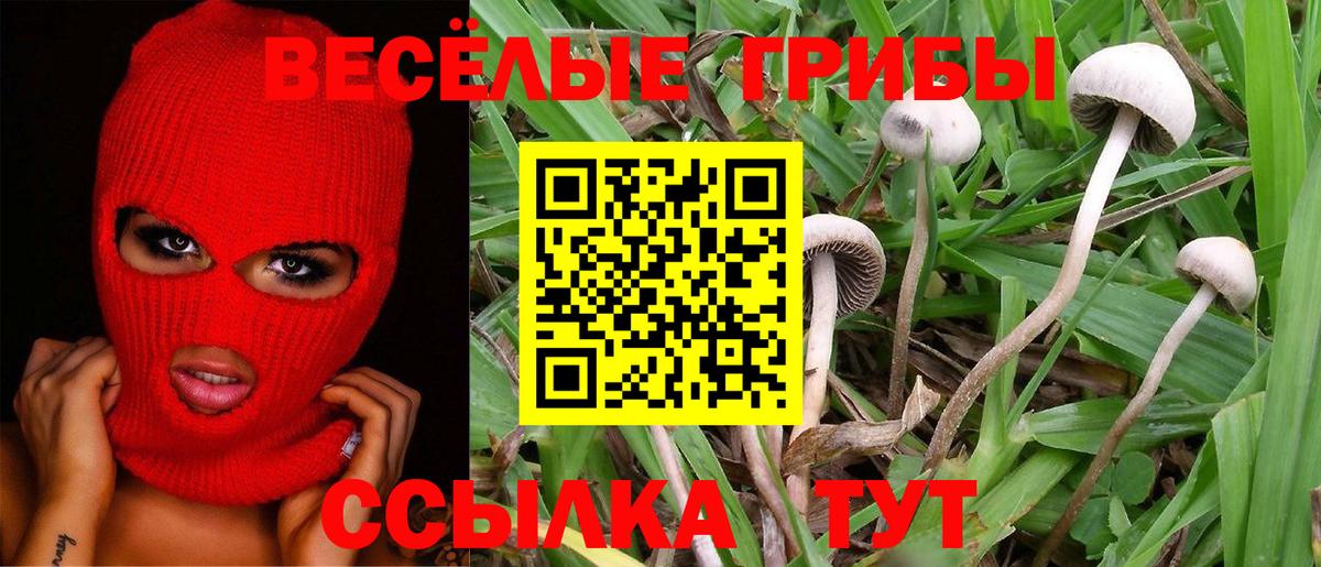 Псилоцибиновые грибы Cubensis  Балашов 